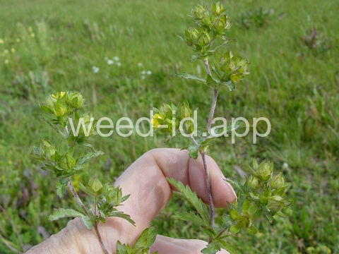 cinquefoil, silvery